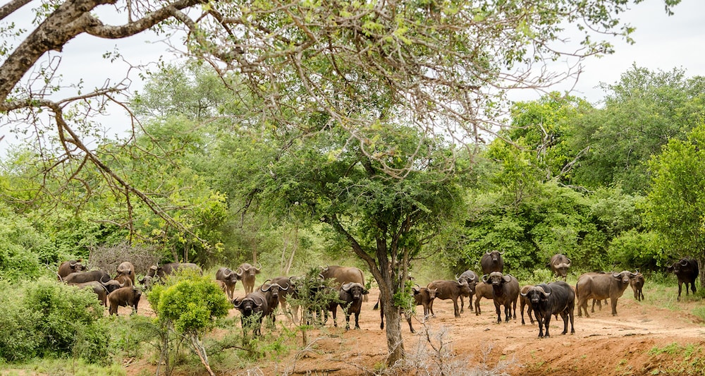 Elandela Private Game Reserve & Luxury Lodge