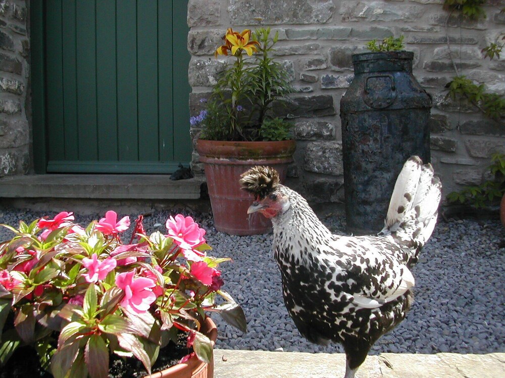 Alltybrain Farm Cottages and B&B