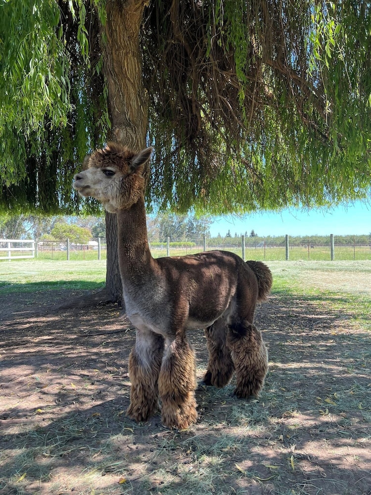 @ Marbella Lane - Alpaca Farm House l Pool