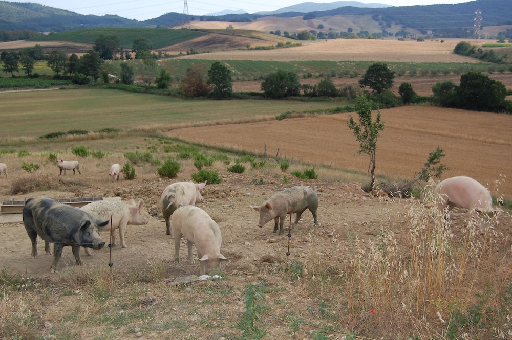 Agriturismo Montepozzalino