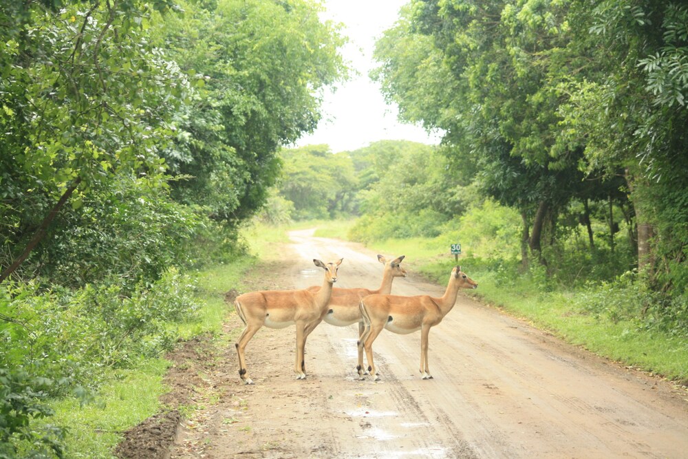 Emdoneni Lodge