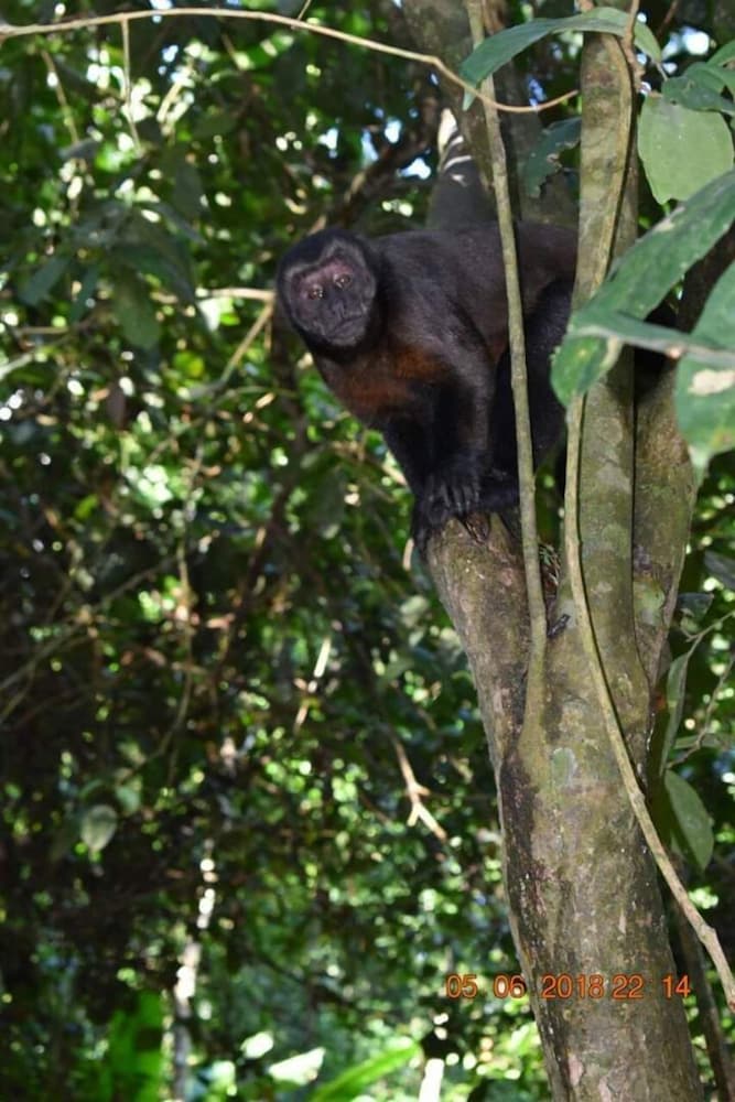 Wimba Jungle Lodge