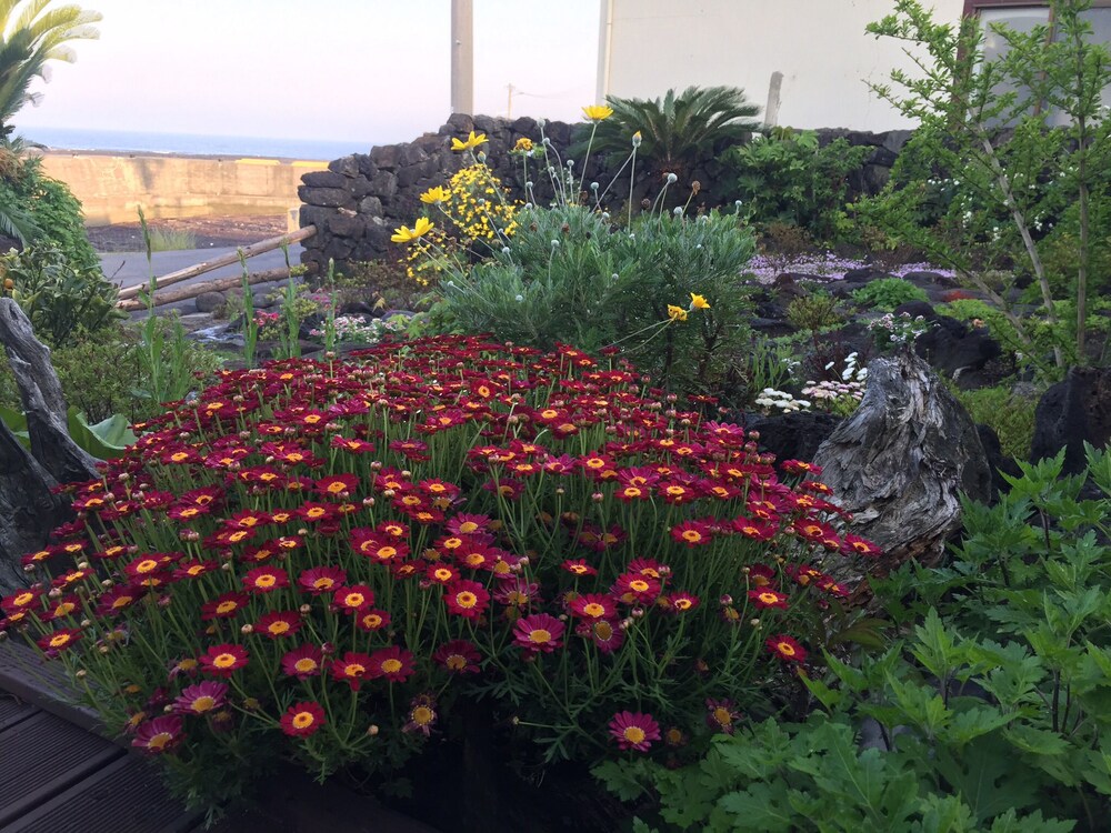 Sunday Jeju