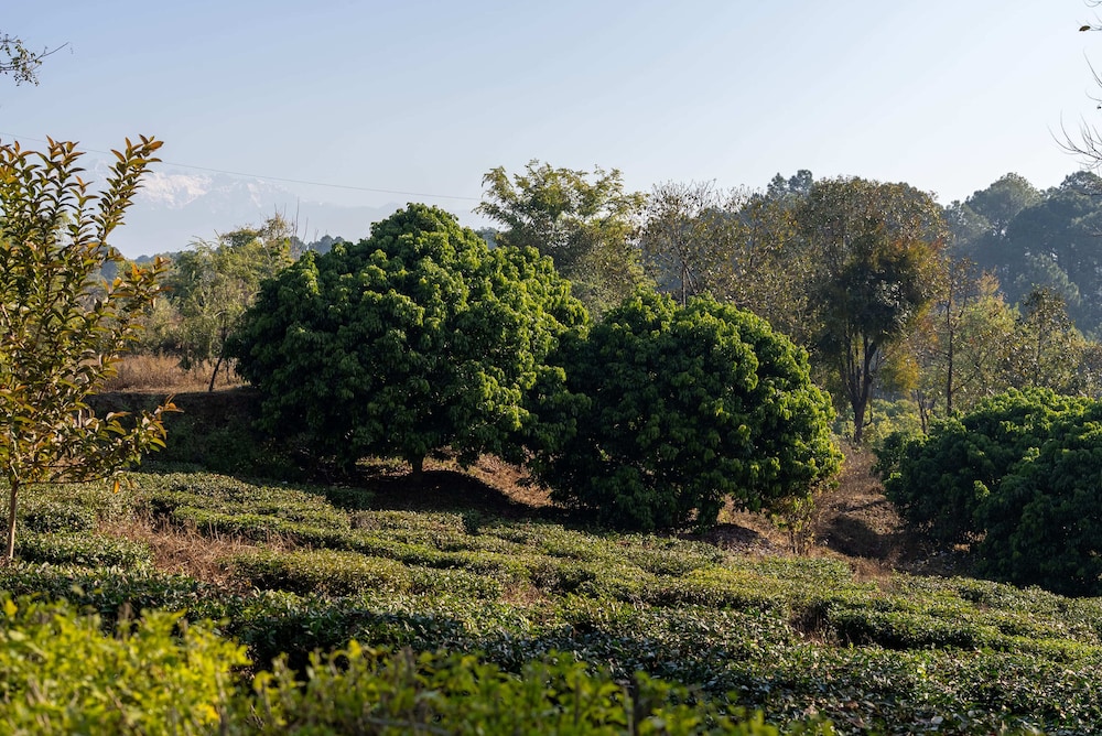 Seclude Tea Estate Palampur