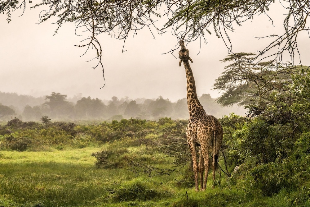 Hatari Lodge