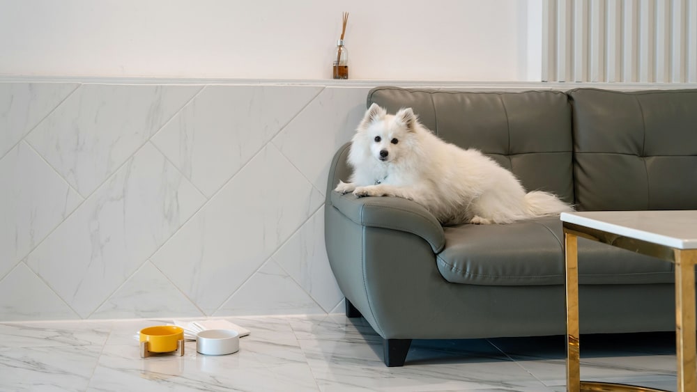 Gyeongju Purspet Dog Pension