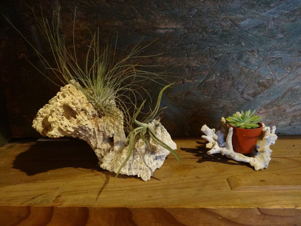 Photo 48