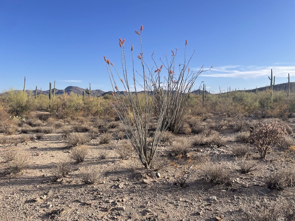 SaguaroGlamp