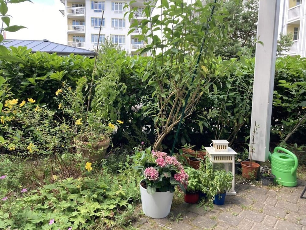 Binz: Sterntaucher in Haus Strelasund