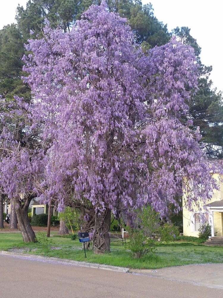 Spahn House Bed and Breakfast - Property Image 7