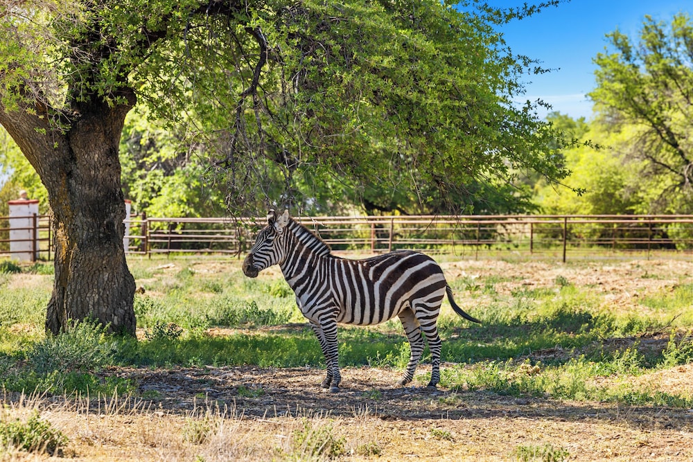 Zebra Ranch 2-br Tiny Home Mtn View Trails Brbq