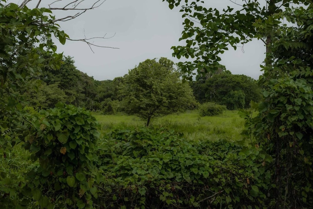 Surrounded By Trees In Front Of The Sea view 5