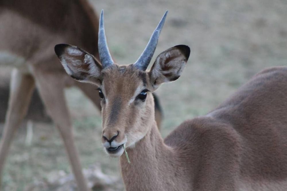 Manong Game Lodge