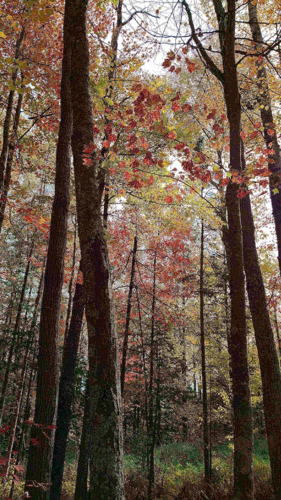Shire In The Woods