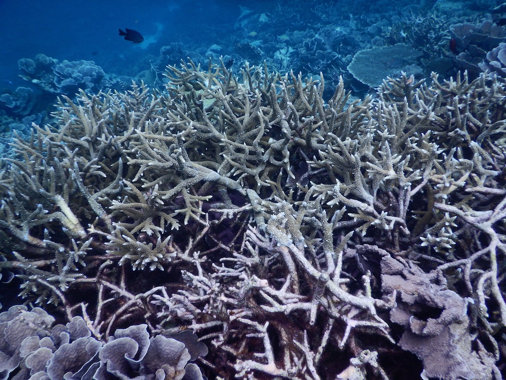 Equa Reef Maldives