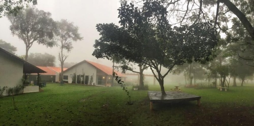Bosque Da Neblina