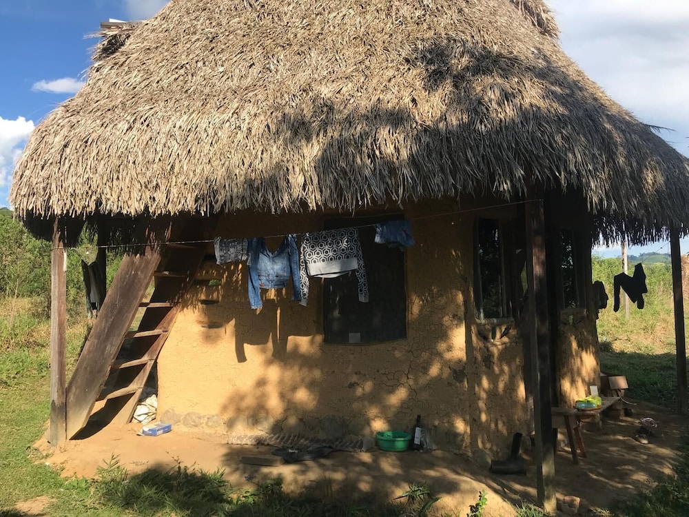 Ayahuaska