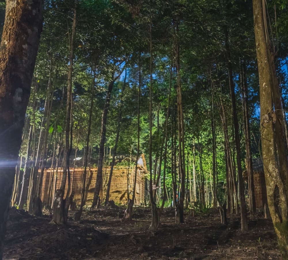 Driftwood Hostel and Bungalows