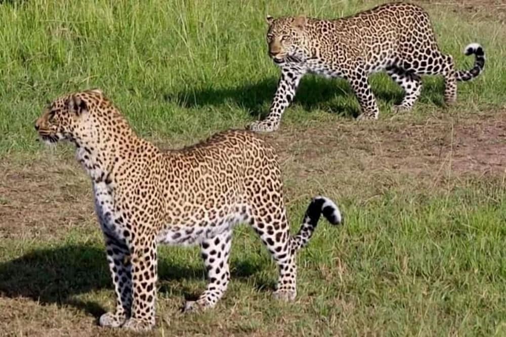 Semadep Safari Camp