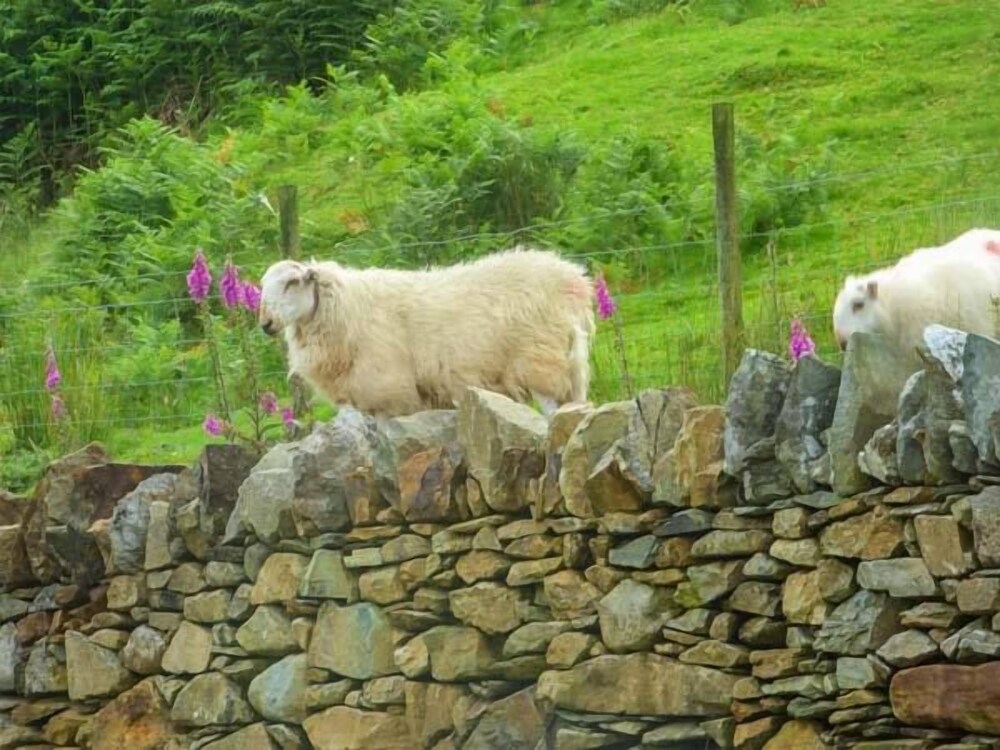 Tyn Llwyn