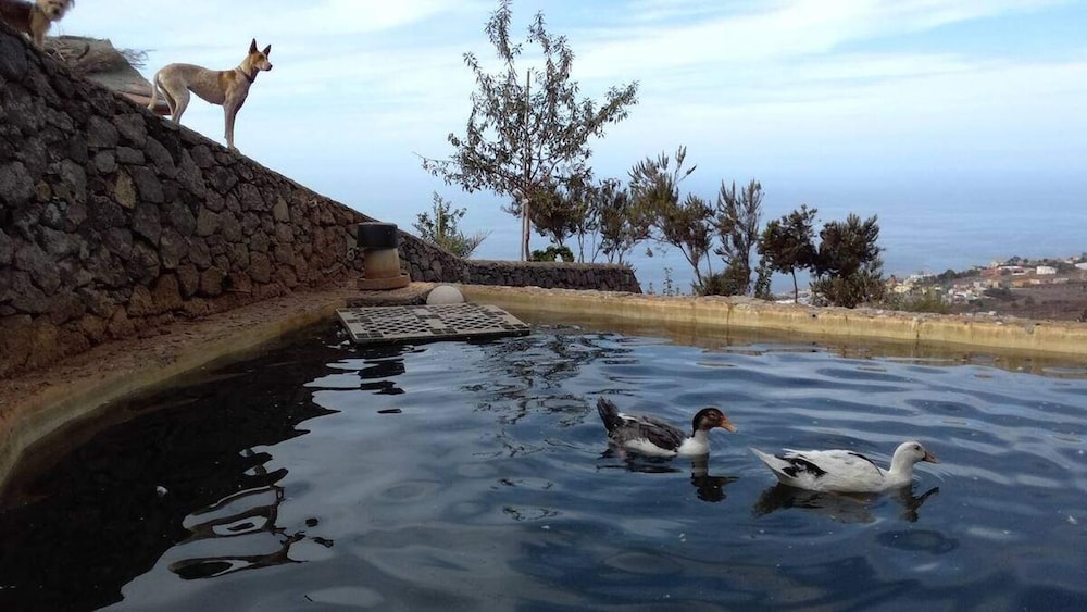 Tropical Oasis in Santa Ursula
