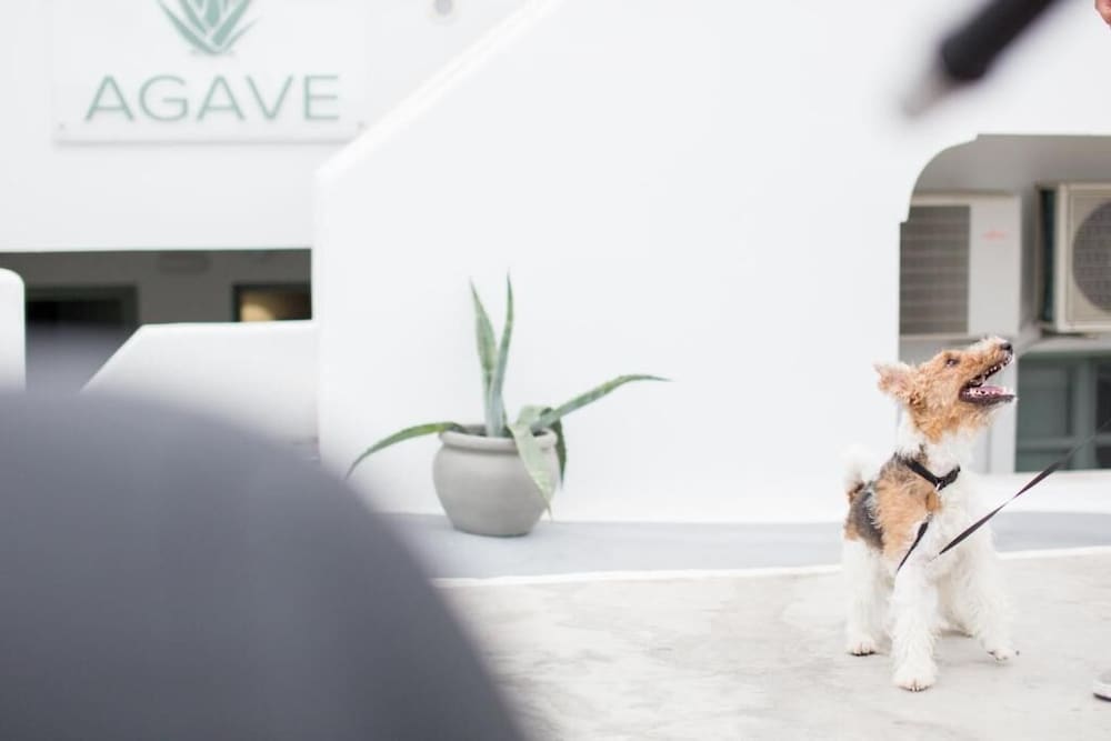 Agave Santorini Design Boutique Hotel