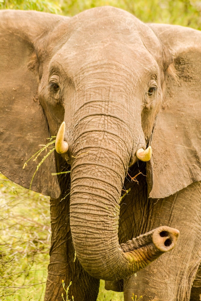 Elandela Private Game Reserve & Luxury Lodge