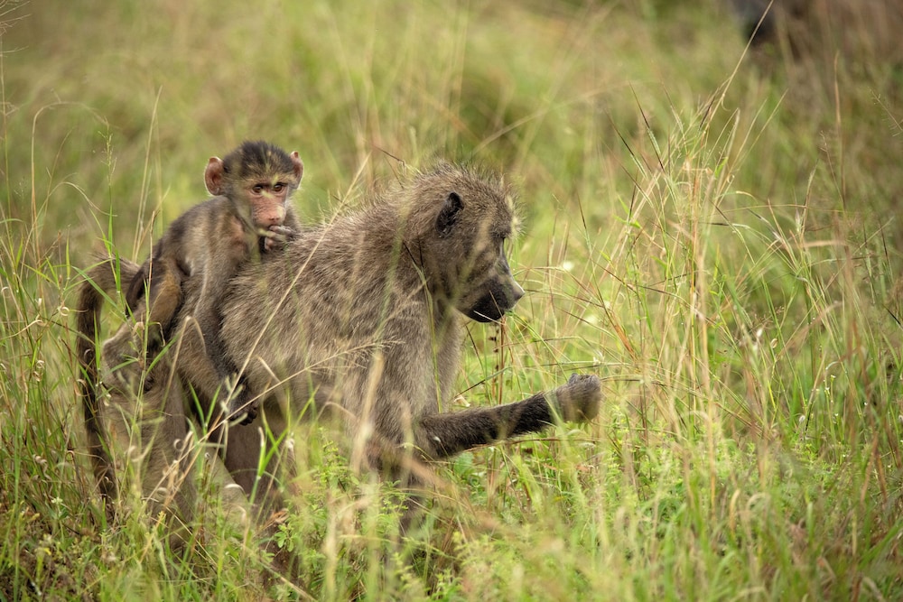 aha Skukuza Safari Lodge