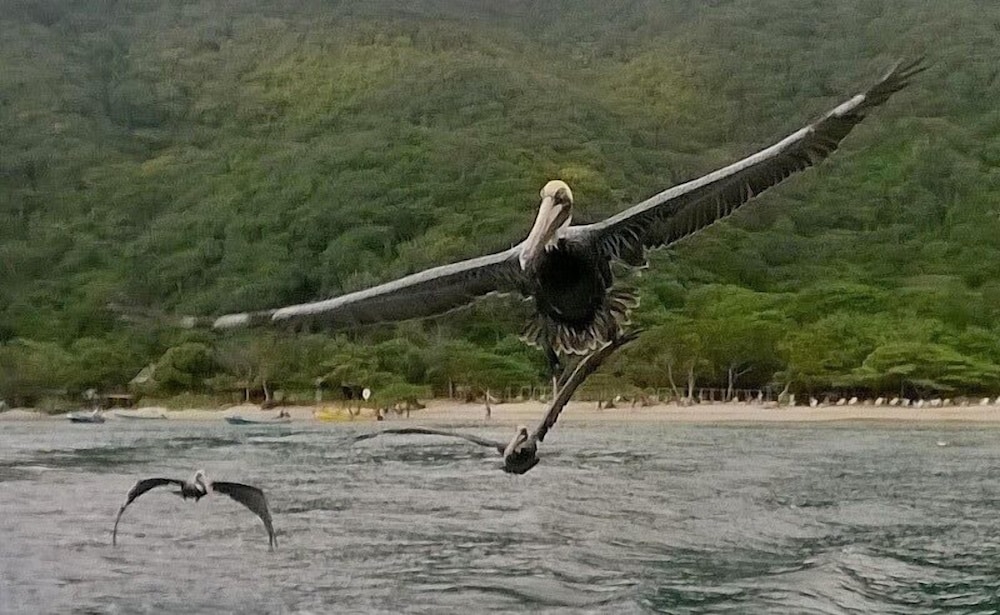 HOSTAL OLAS CLUB DE NEGUANJE - P TAYRONA