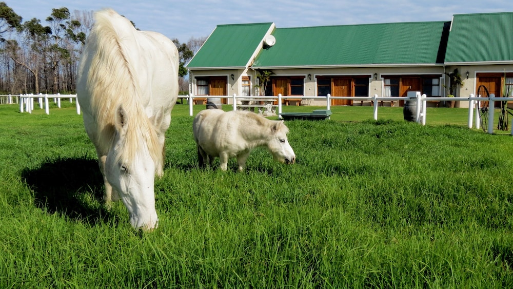 T'Niqua Stable Inn