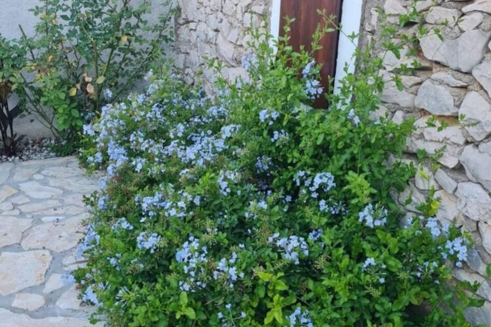 Photo 44