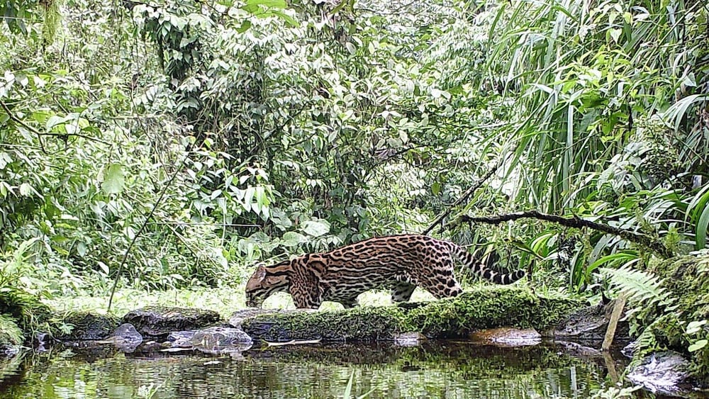 Jardin de los Suenos
