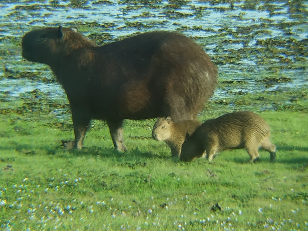other