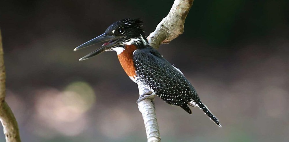 Tanji Bird Reserve Eco-lodge - Adults Only