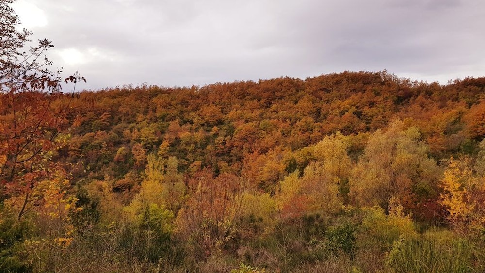 Photo 43