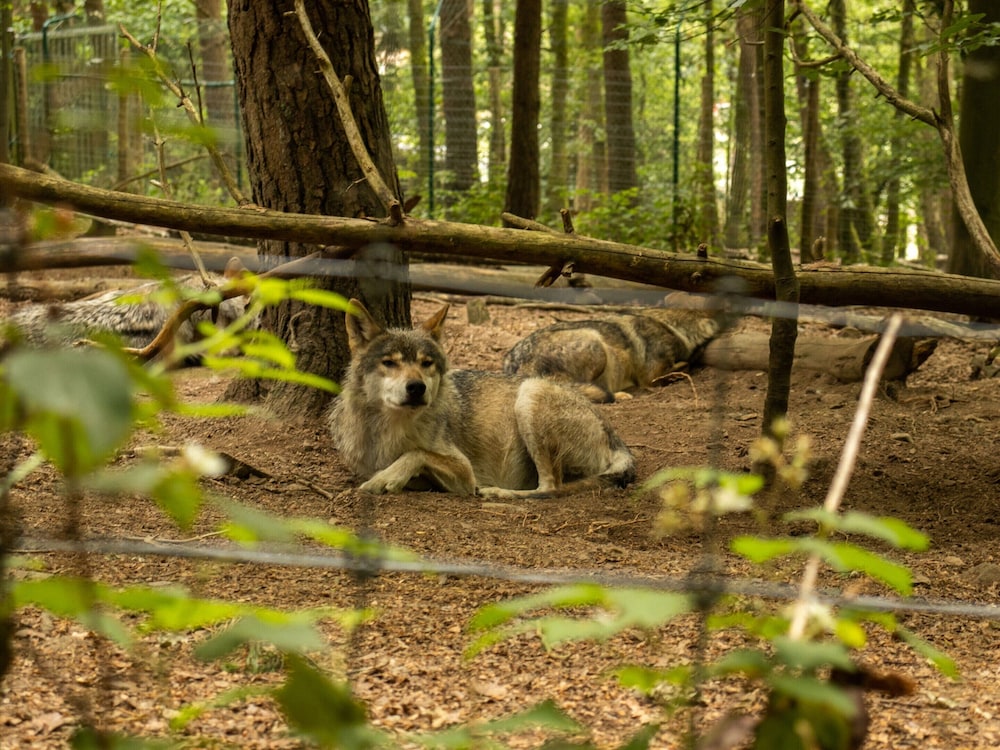 Forestside Escape Near Lake