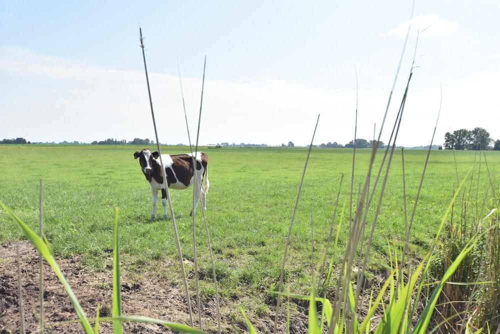 Farm Located in a Beautiful Area of Friesland view 3
