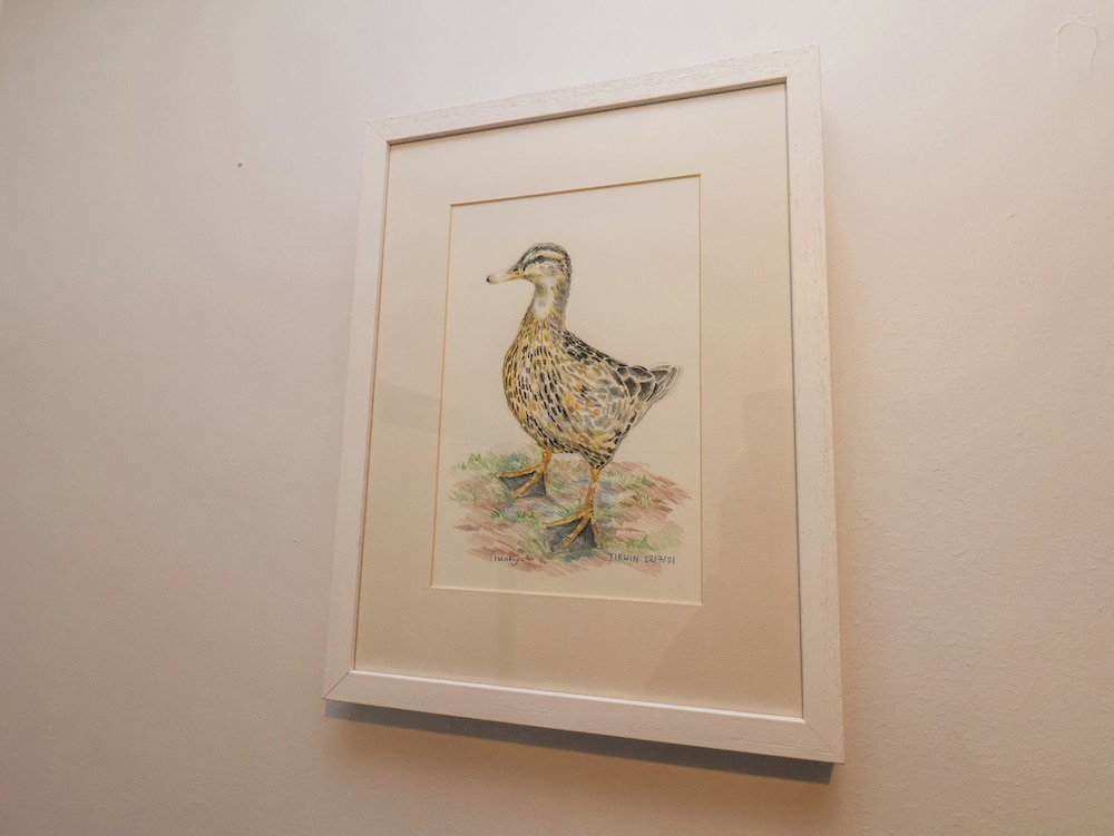 Dabbling Ducks