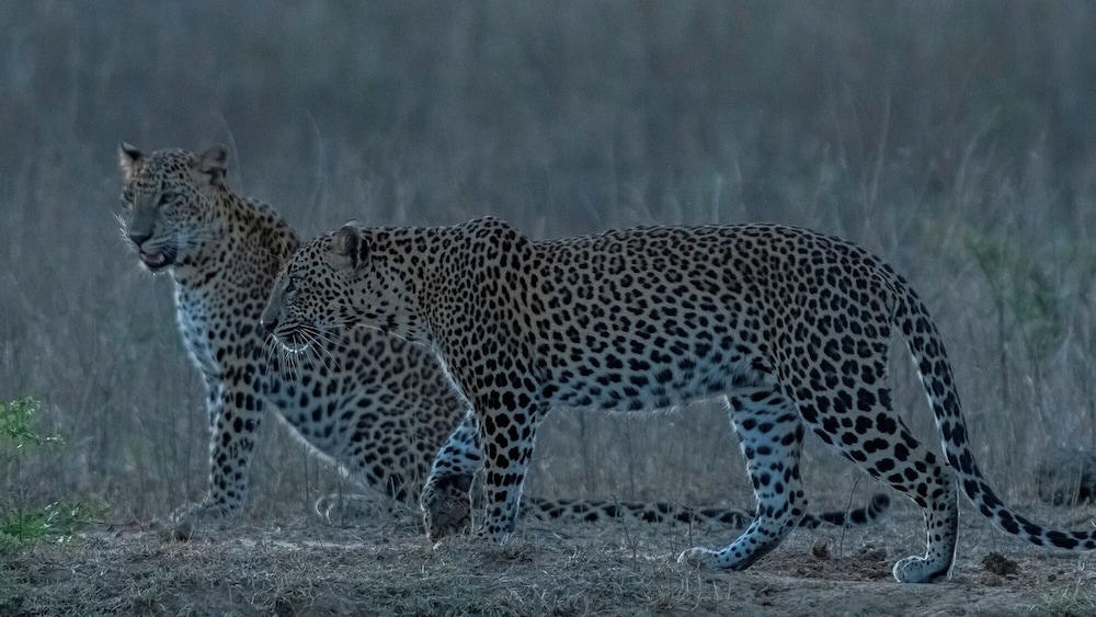 Podi Hoona Yala Safari Camp