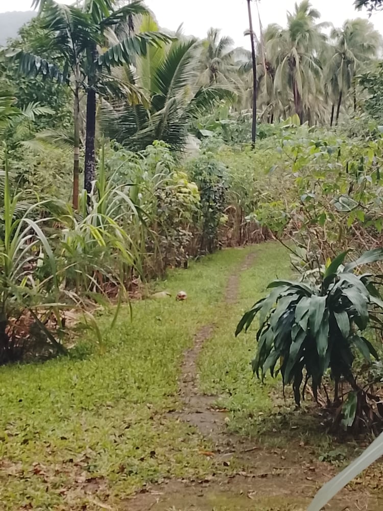 Jungle Oasis