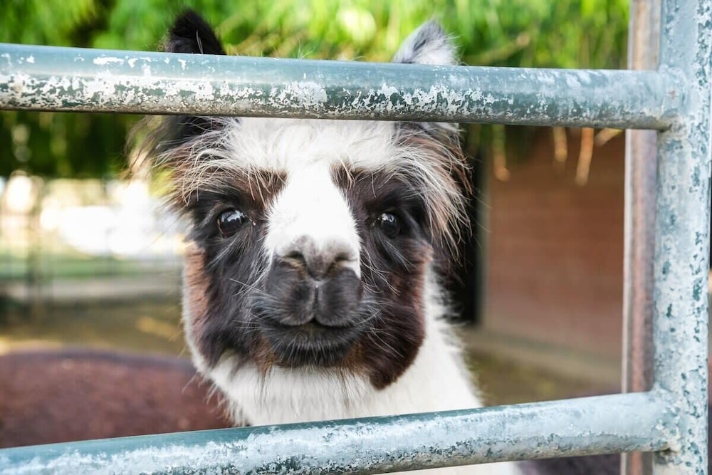 @ Marbella Lane - Alpaca Farm House l Pool