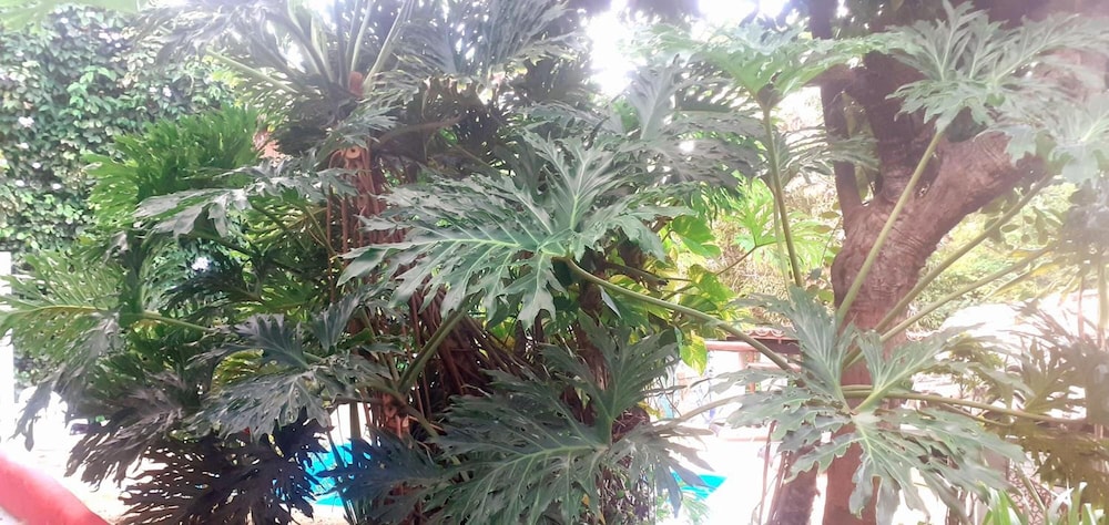 Novos Baianos Hostel e Suites