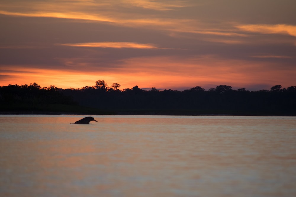 Eywa Lodge Amazonas: Luxurious Eco Escape – All-Inclusive Adventure in the Amazon