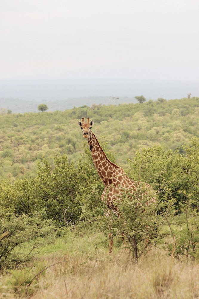Nyati Safari Lodge