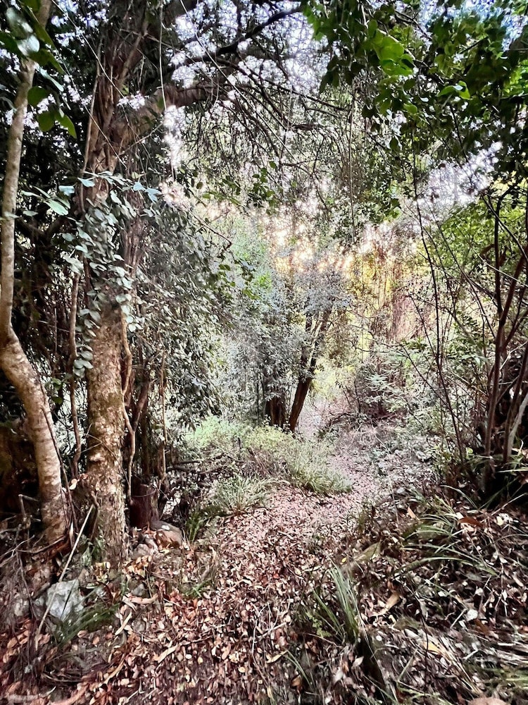 Olas de Buchupureo - con vida de campo
