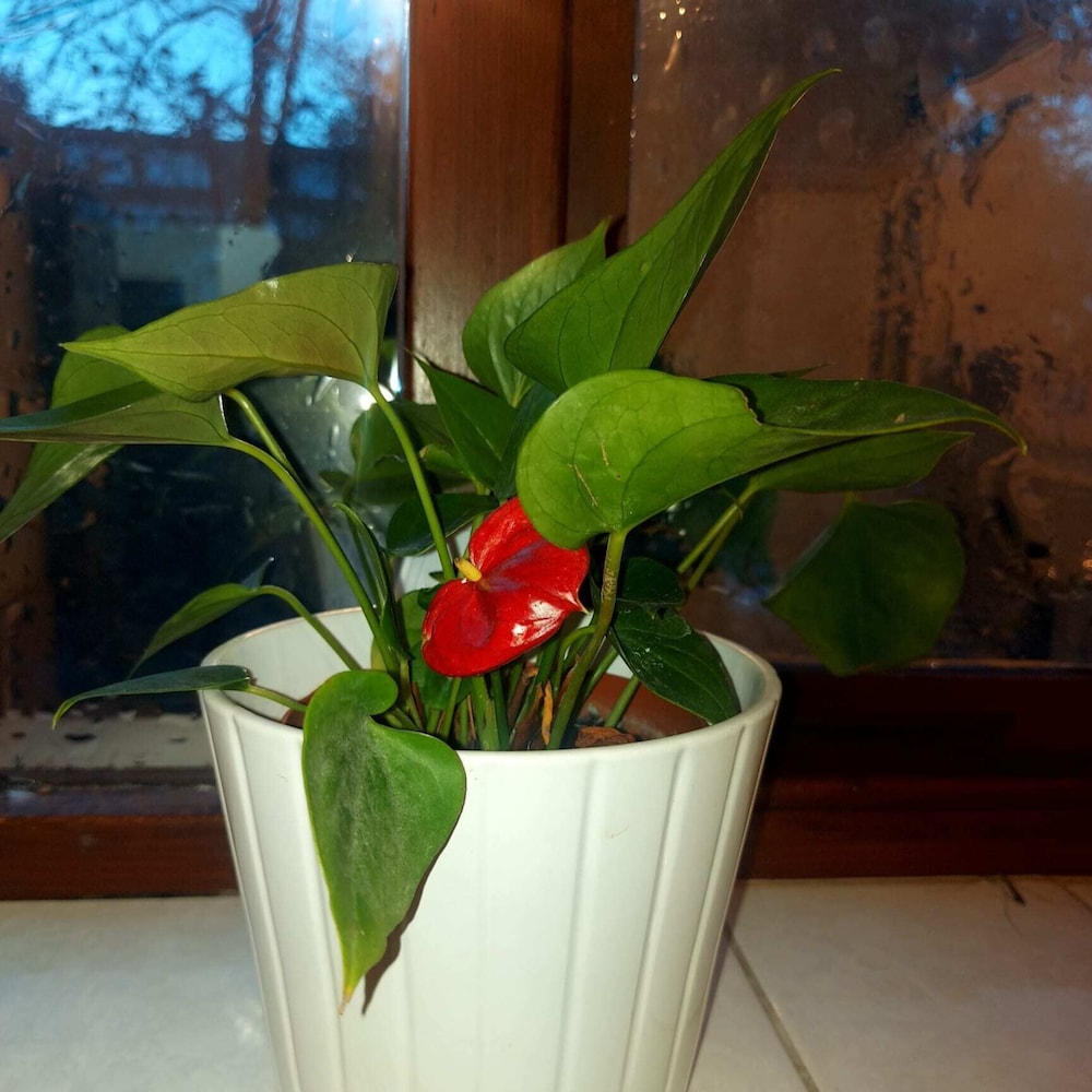 Photo 33