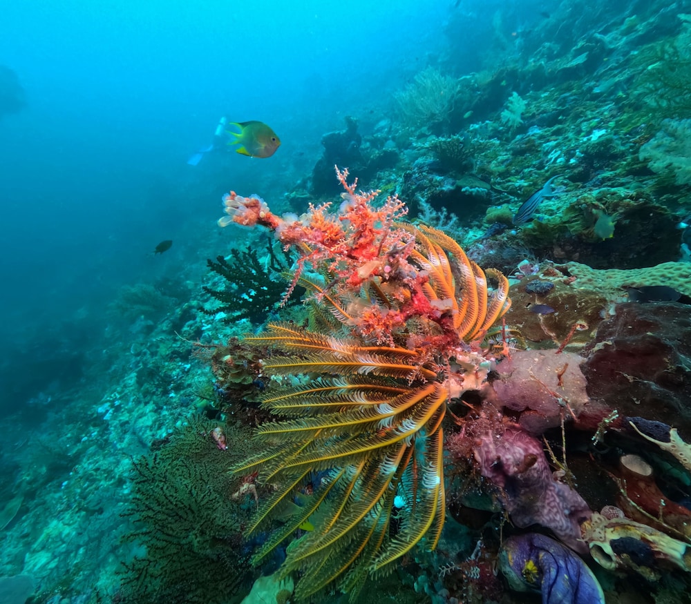 ANDAU DIVE RESORT - RAJA AMPAT