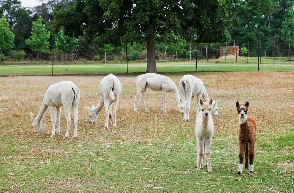 Ambers & Grace Guest Farm