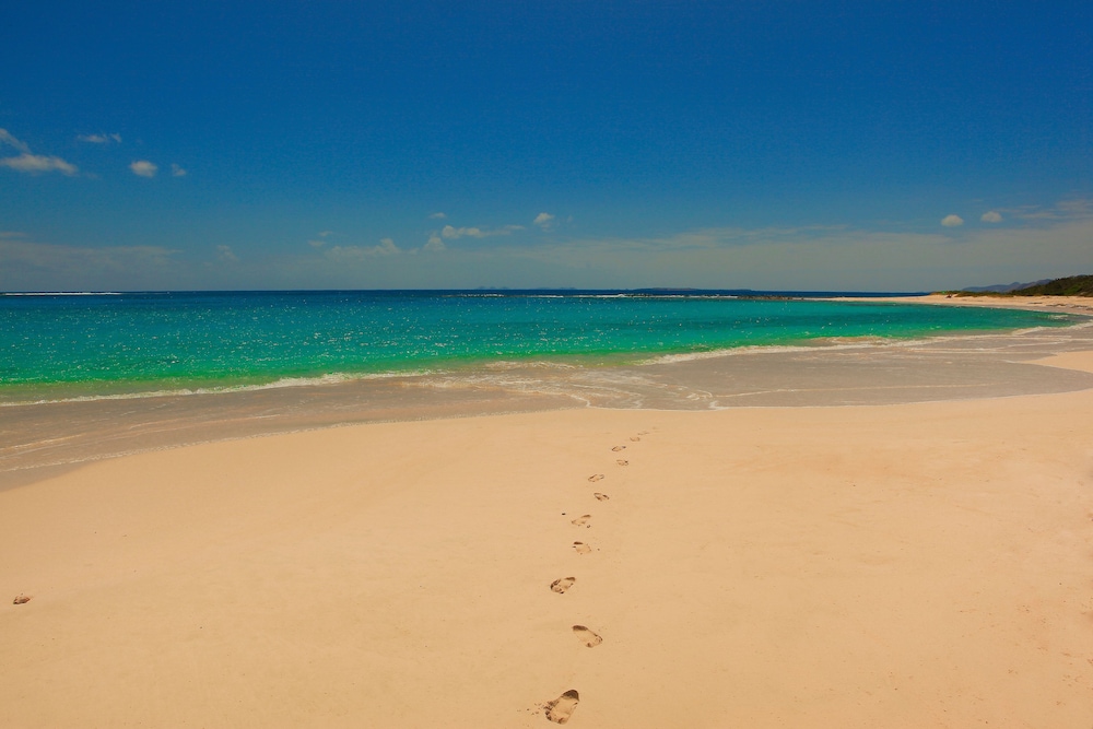 Anguilla's Bird of Paradise