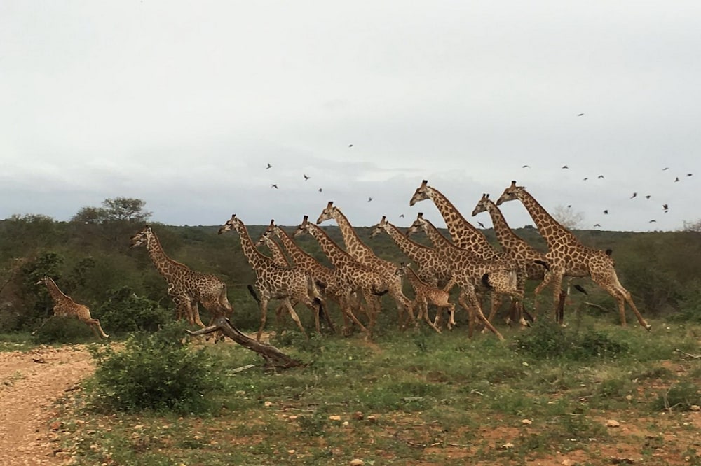 Makumu Private Game Lodge
